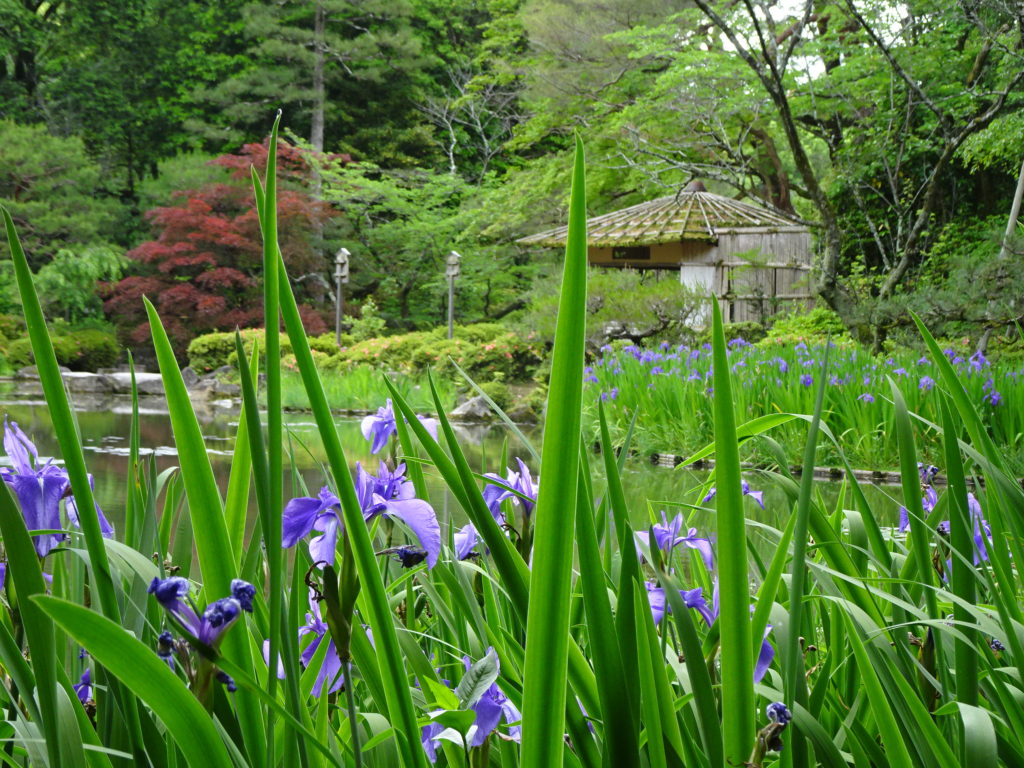 京都平安神宮のカキツバタ やっぱりお出かけは楽しい 地域の風 京都