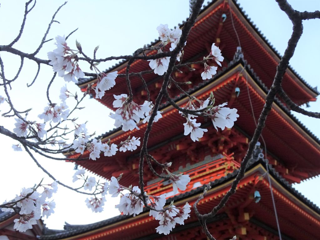 京都の桜 清水寺と円山公園から知恩院さんへ ひとり静かにお散歩 地域の風 京都