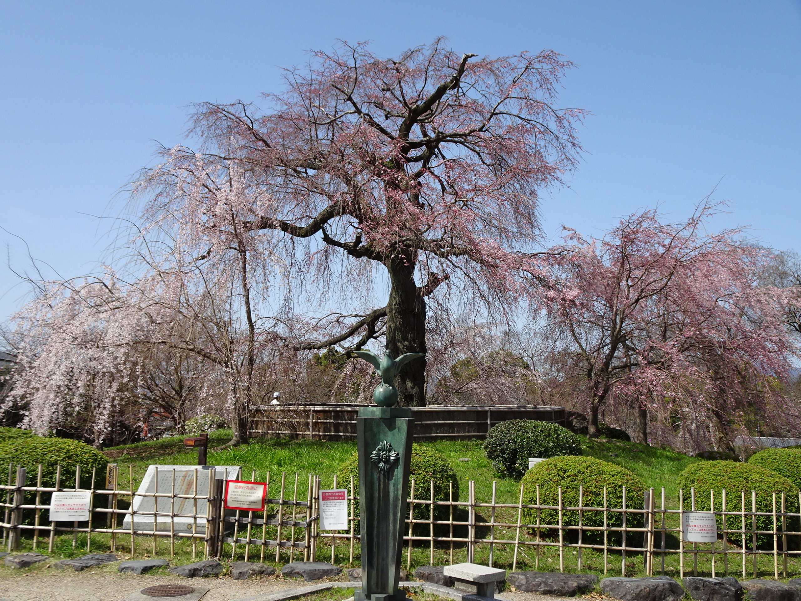 京都の桜、清水寺と円山公園から知恩院さんへ～ひとり静かにお散歩 