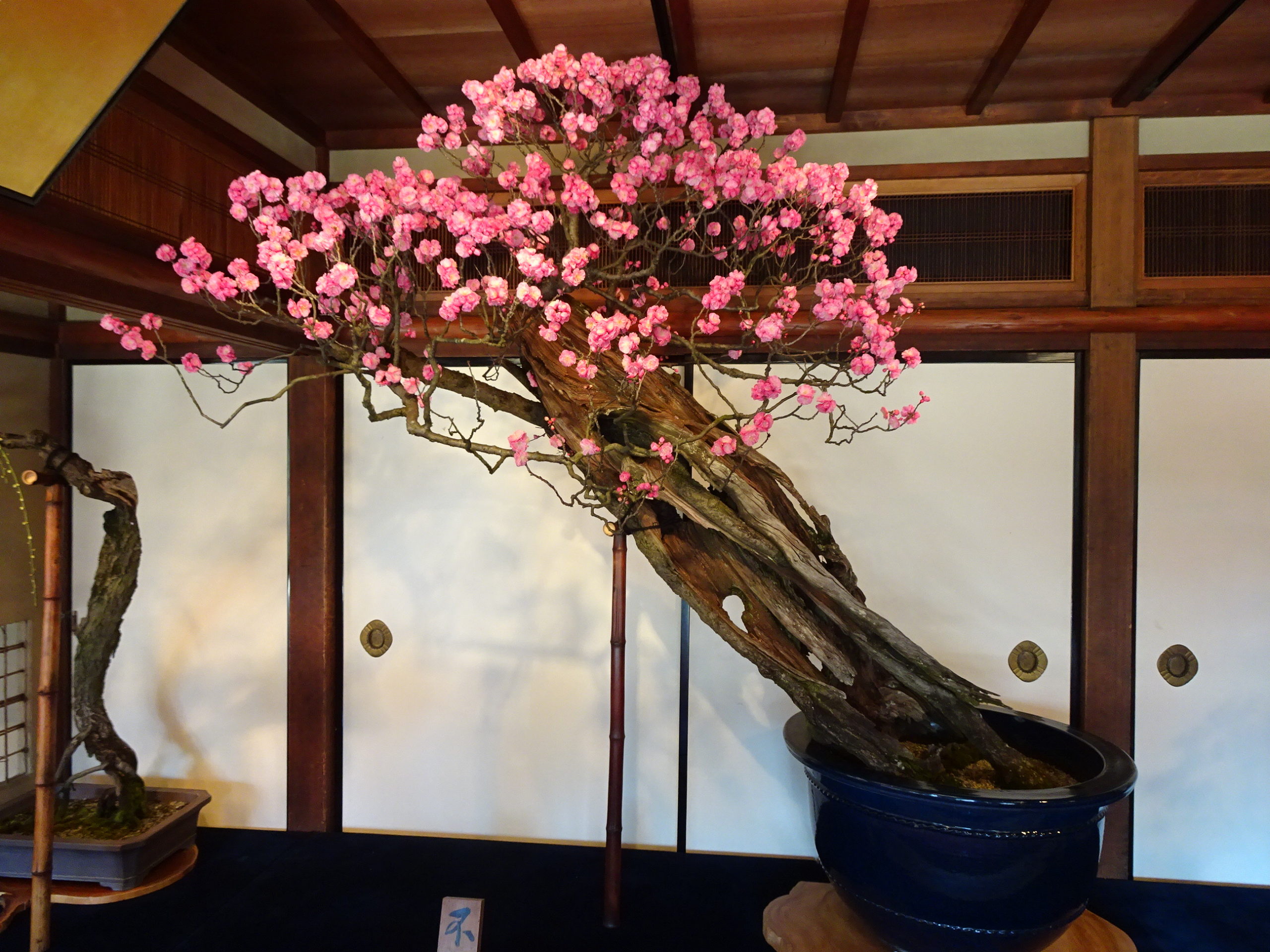 長浜盆梅展　キーホルダー　大　ピンク 滋賀県・長浜盆梅展へ。北国街道の梅の花～京女のひとり旅20｜地域の風