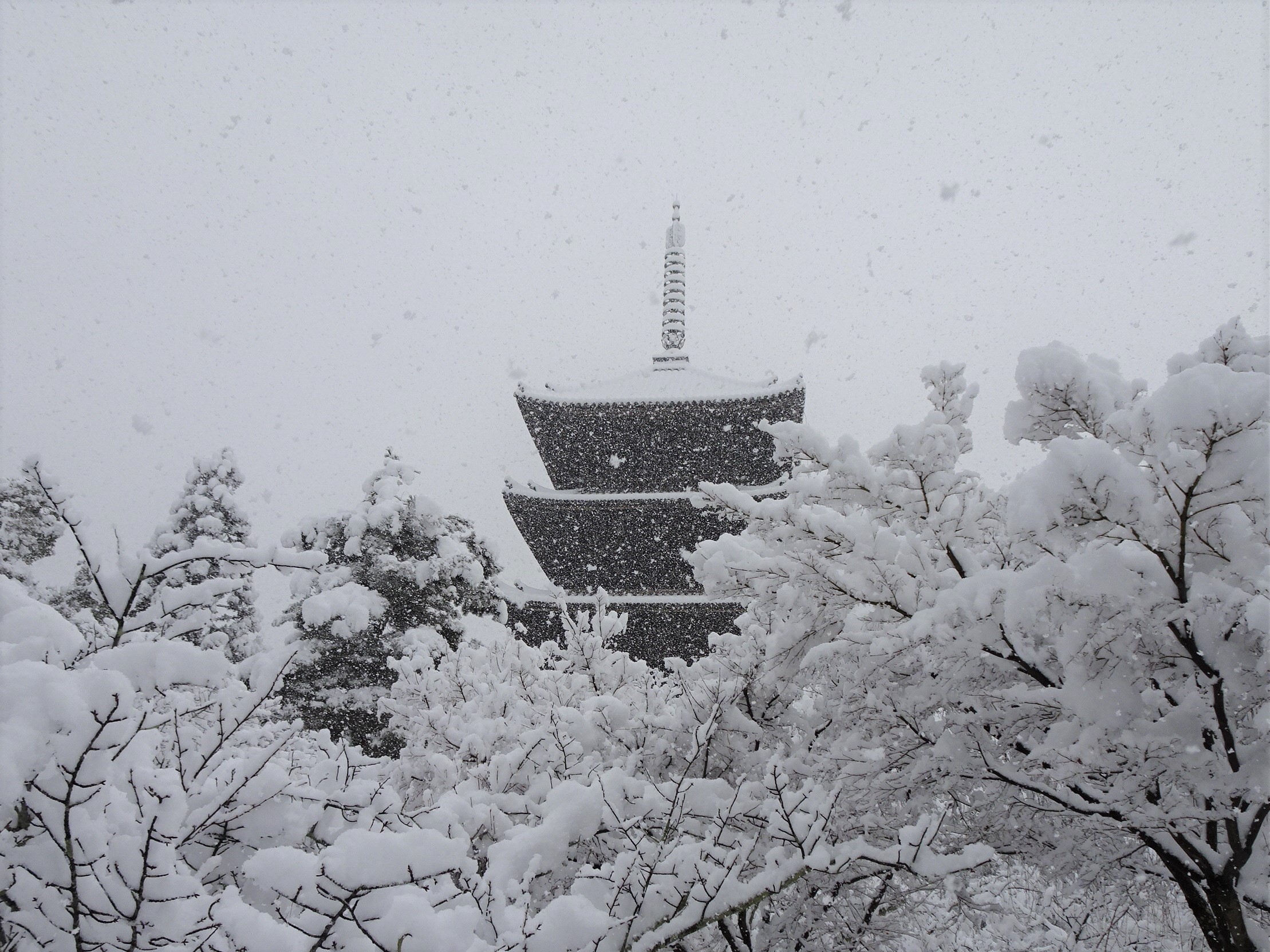 雪の京都、その3。仁和寺・五重塔も雪の中｜地域の風・京都