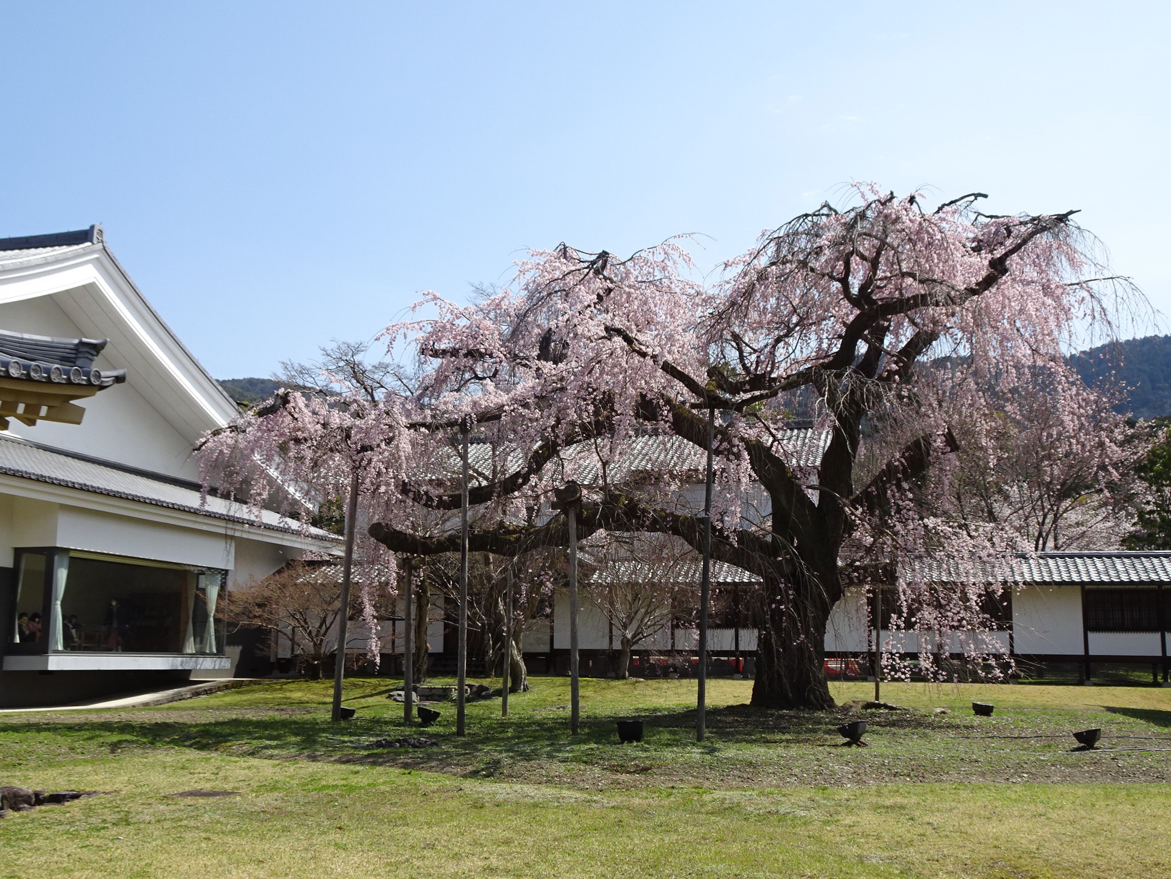 立体絵画の「醍醐桜」 立体絵画の「醍醐桜」