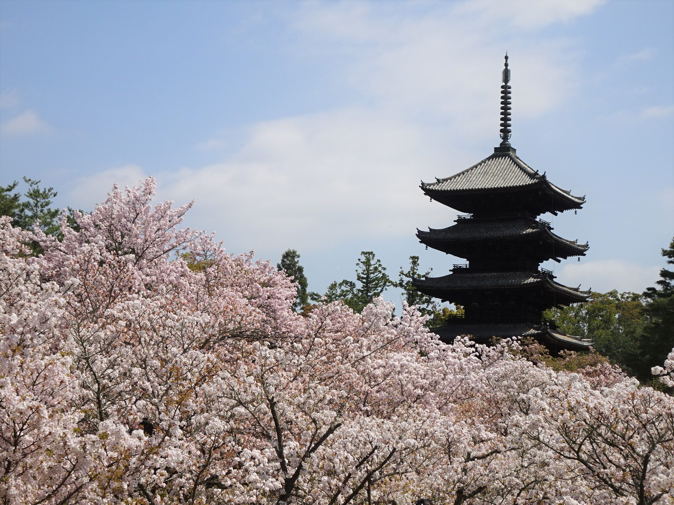 御室の塔（京都　仁和寺） 京都 仁和寺の御室桜と五重の塔[02775000668]の写真・イラスト