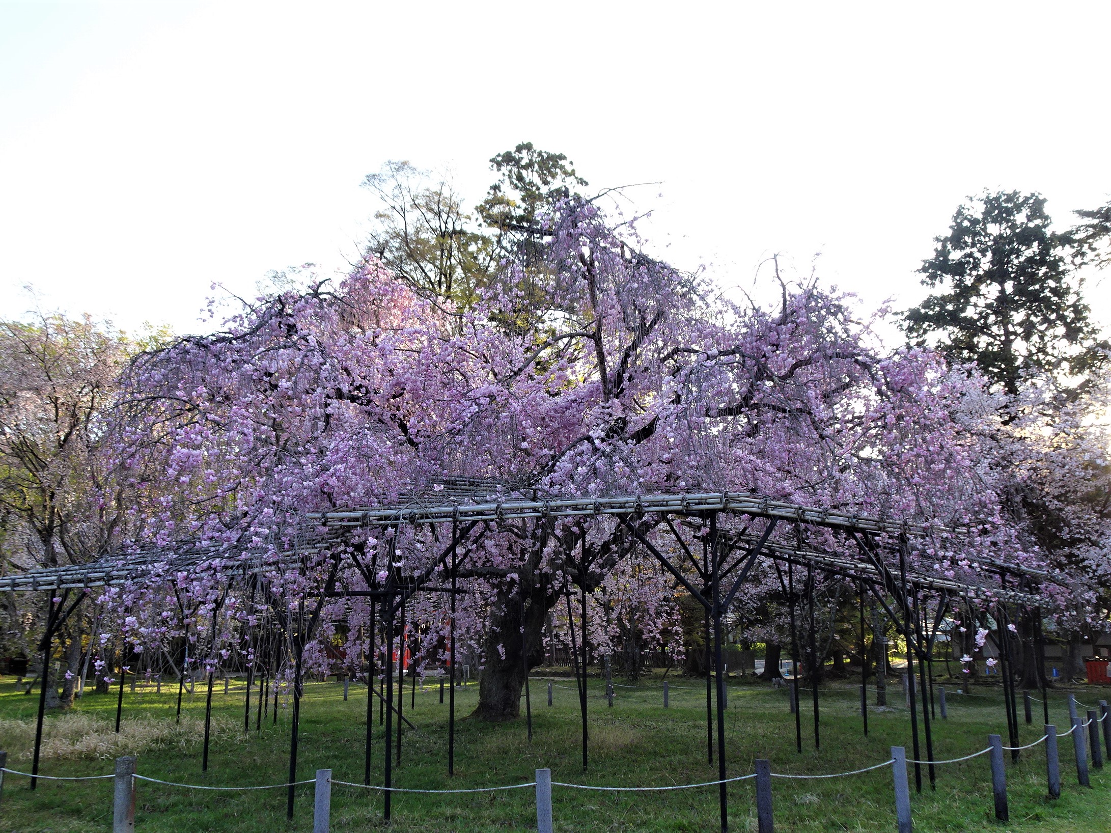 京都・上賀茂神社の斎王桜。しだれ桜で風情を楽しむ、京のお花見｜地域の風・京都